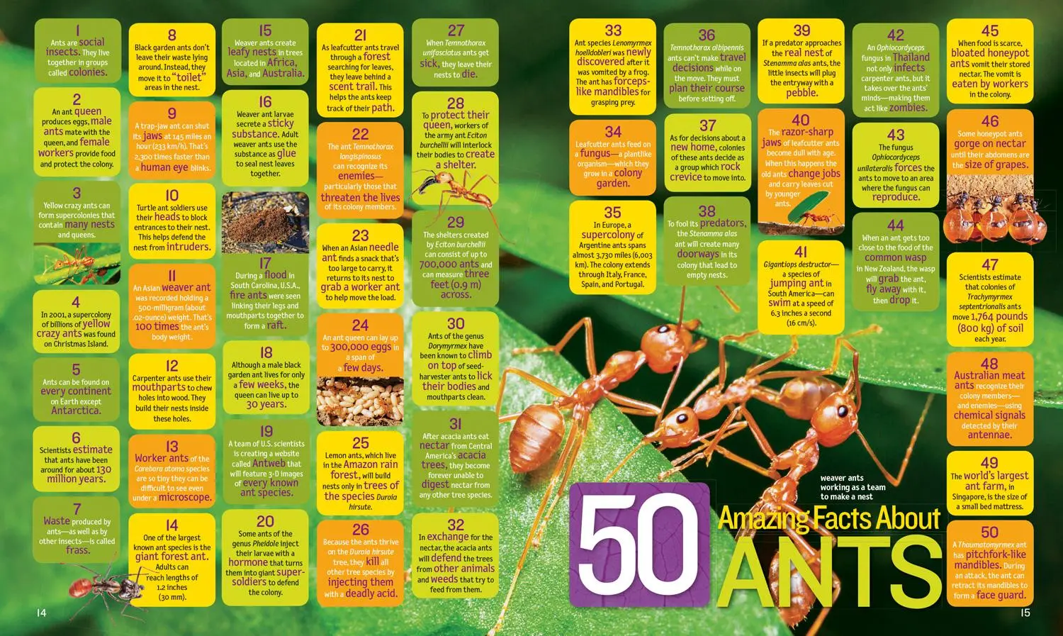 Bild: 9781426329937 | 1,000 Facts about Insects | Nancy Honovich | Buch | Englisch | 2018