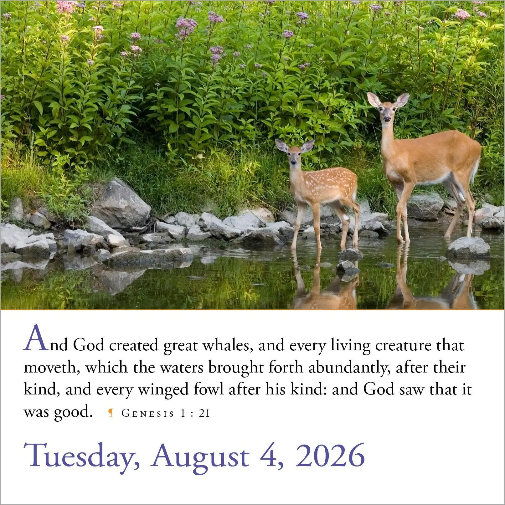 Bild: 9781523530038 | 365 Bible Verses-A-Year Page-A-Day(r) Calendar 2026 | Calendars | 2026