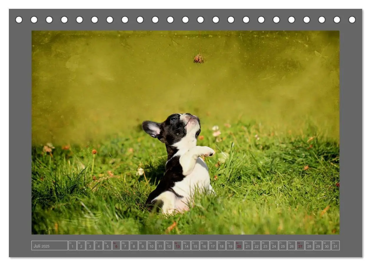 Bild: 9783435840038 | Französische Bulldoggen (Tischkalender 2025 DIN A5 quer), CALVENDO...