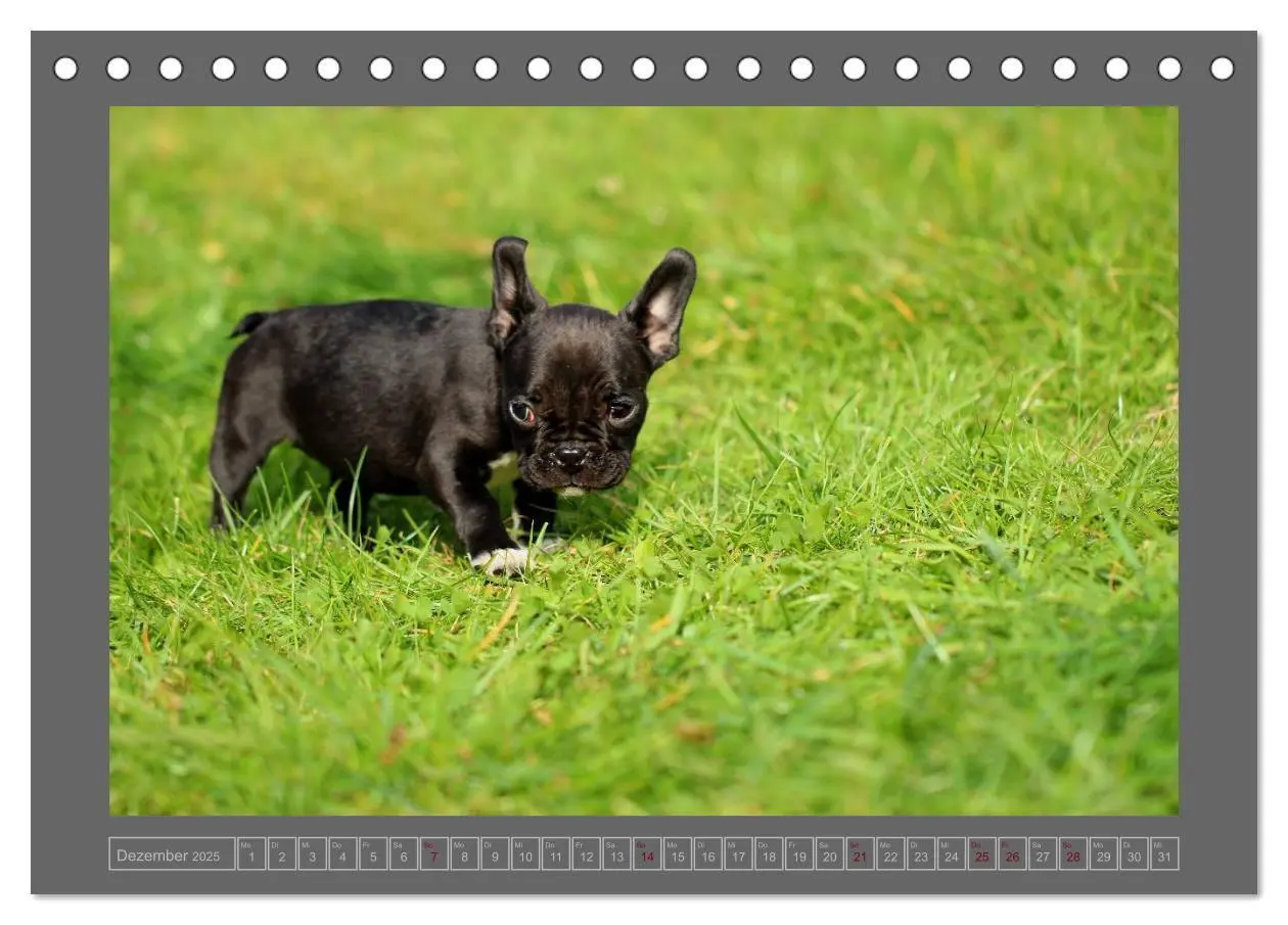 Bild: 9783435840038 | Französische Bulldoggen (Tischkalender 2025 DIN A5 quer), CALVENDO...