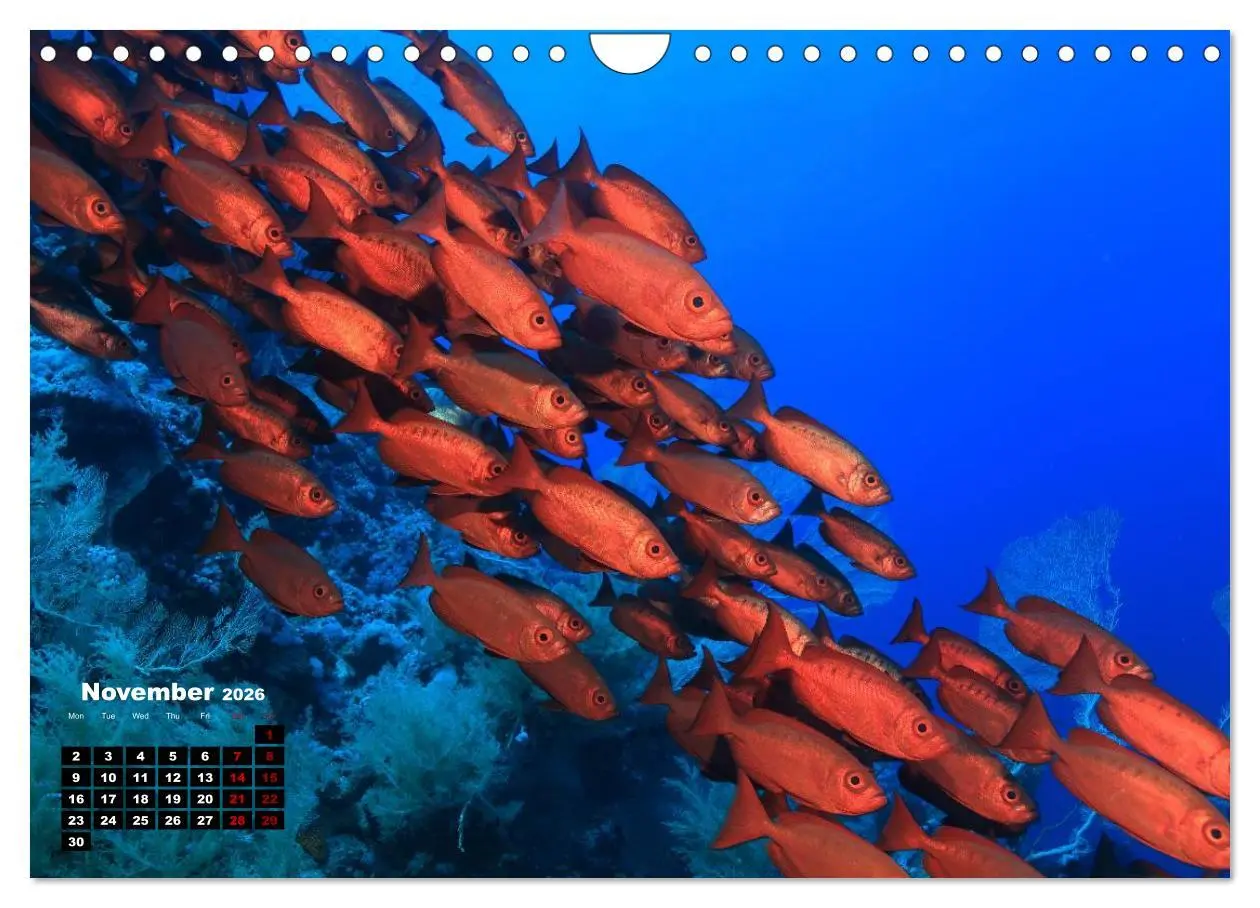 Bild: 9783516560138 | Magical Underwater World (Wall Calendar 2026 DIN A4 landscape),...