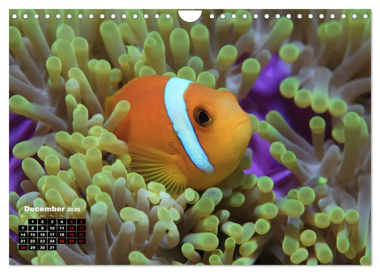 Bild: 9783516560138 | Magical Underwater World (Wall Calendar 2026 DIN A4 landscape),...