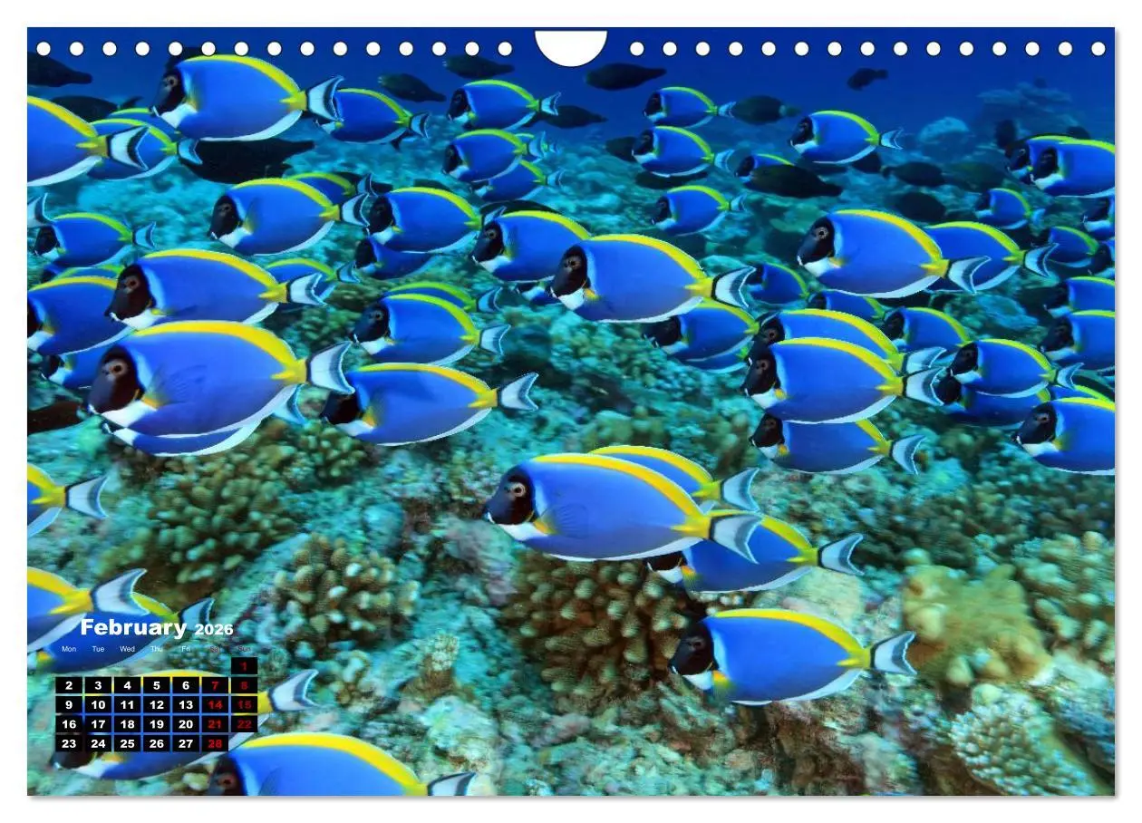 Bild: 9783516560138 | Magical Underwater World (Wall Calendar 2026 DIN A4 landscape),...