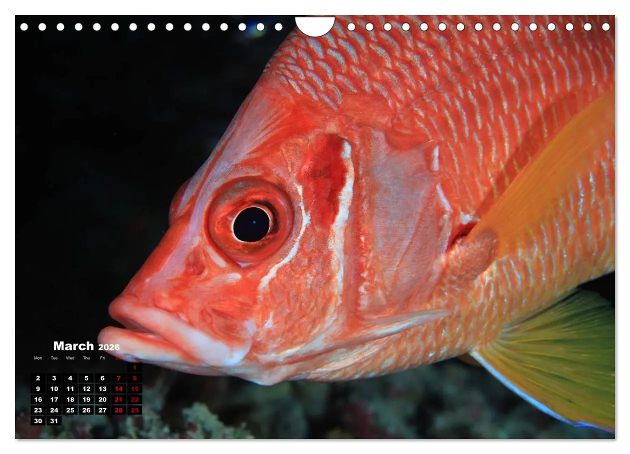 Bild: 9783516560138 | Magical Underwater World (Wall Calendar 2026 DIN A4 landscape),...