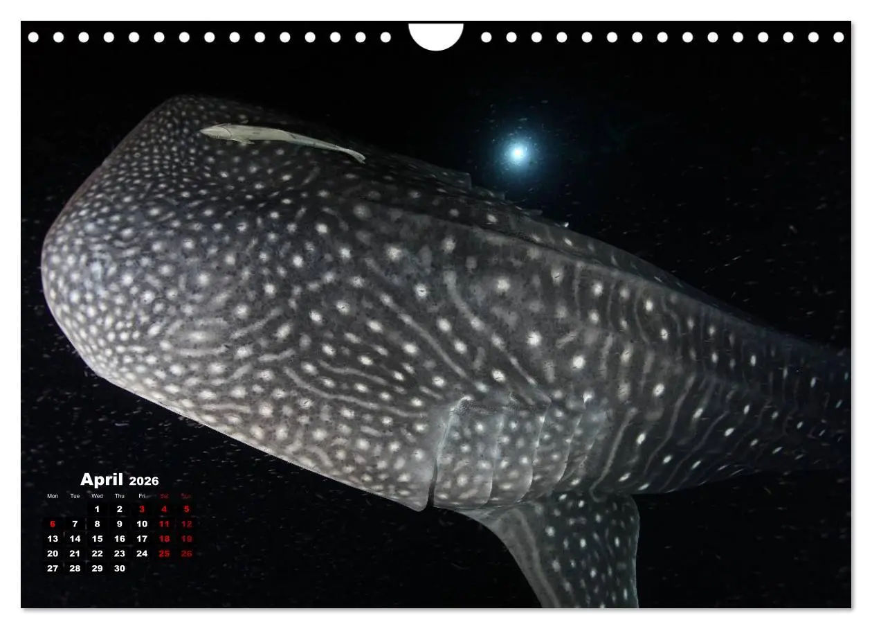 Bild: 9783516560138 | Magical Underwater World (Wall Calendar 2026 DIN A4 landscape),...