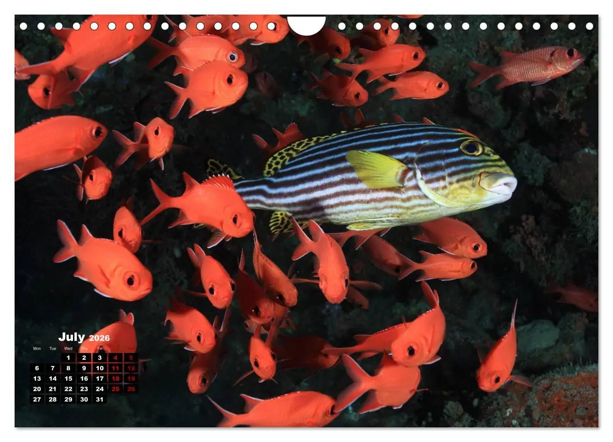 Bild: 9783516560138 | Magical Underwater World (Wall Calendar 2026 DIN A4 landscape),...