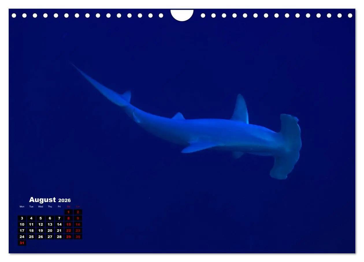 Bild: 9783516560138 | Magical Underwater World (Wall Calendar 2026 DIN A4 landscape),...
