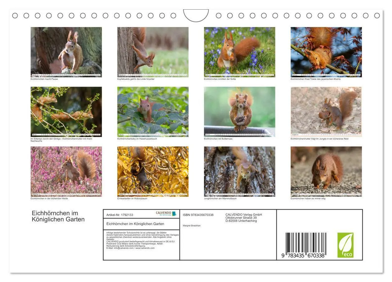 Bild: 9783435670338 | Eichhörnchen im Königlichen Garten (Wandkalender 2025 DIN A4 quer),...