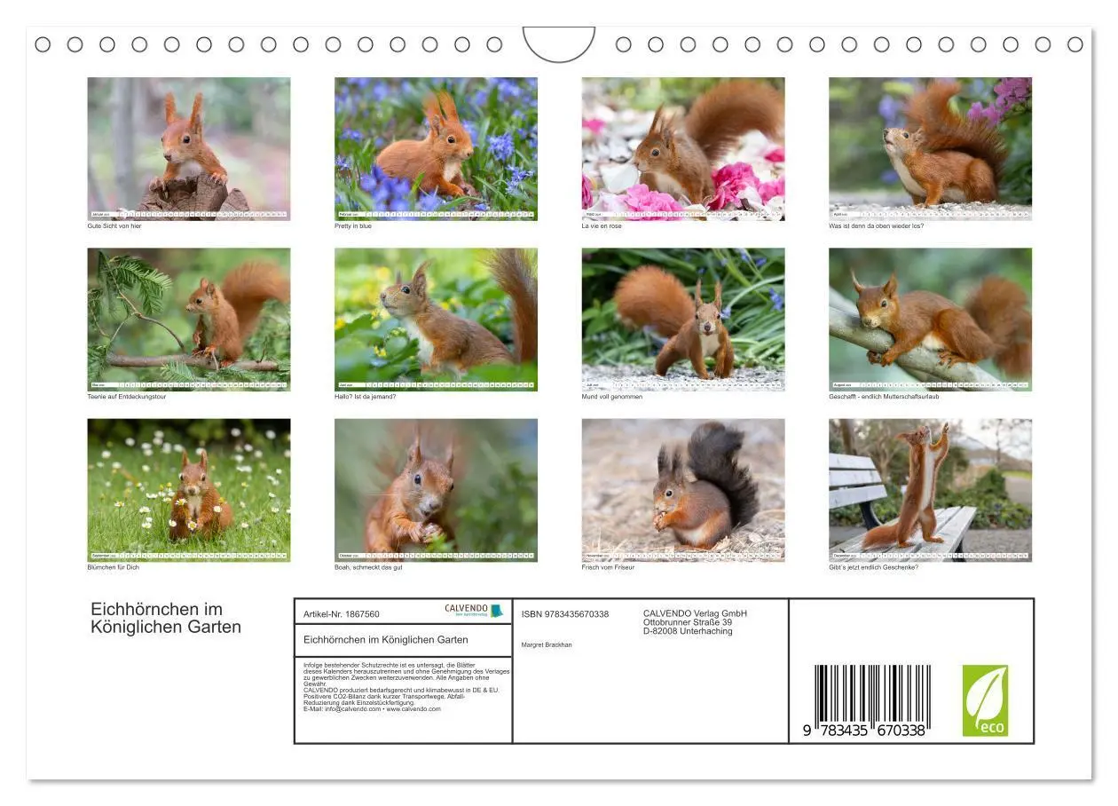 Bild: 9783435670338 | Eichhörnchen im Königlichen Garten (Wandkalender 2025 DIN A4 quer),...
