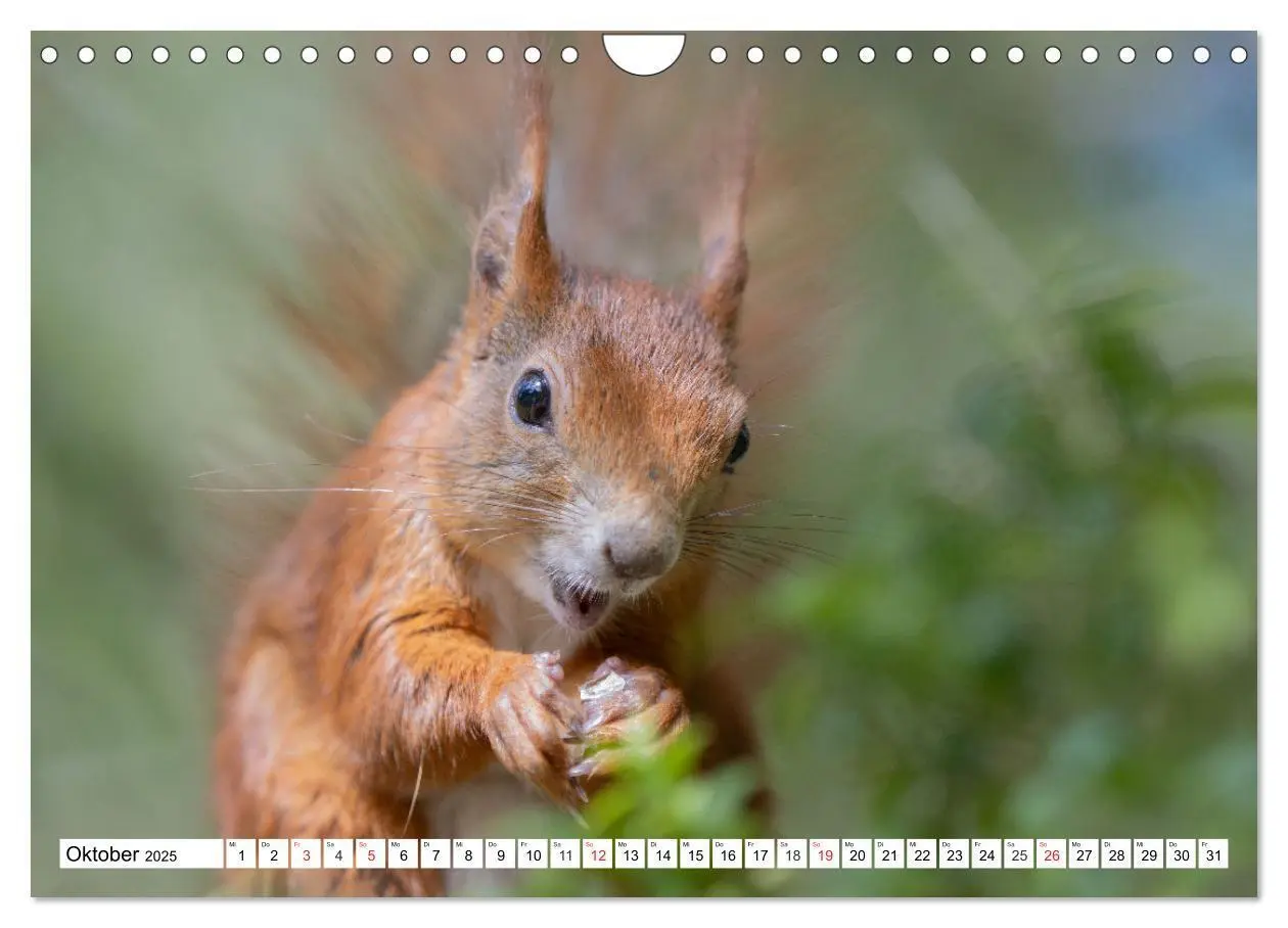 Bild: 9783435670338 | Eichhörnchen im Königlichen Garten (Wandkalender 2025 DIN A4 quer),...