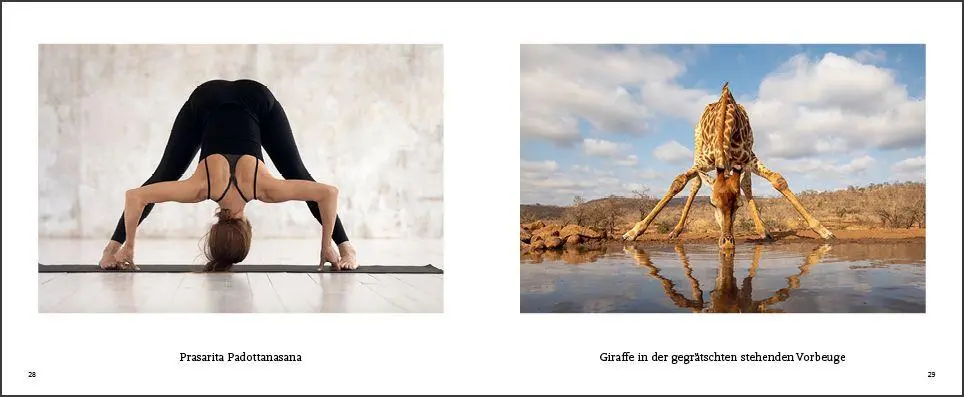 Bild: 9783755820338 | Tiere machen Yoga | Taschenbuch | (Fast) immer lustig | 144 S. | 2026