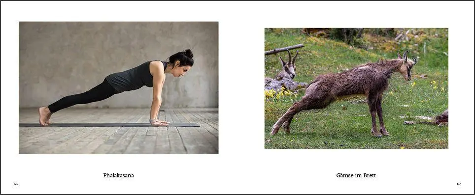 Bild: 9783755820338 | Tiere machen Yoga | Taschenbuch | (Fast) immer lustig | 144 S. | 2026