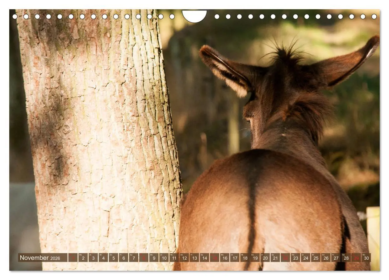 Bild: 9783457810538 | Liebenswerte Langohren - Die Schönheit der Esel (Wandkalender 2026...