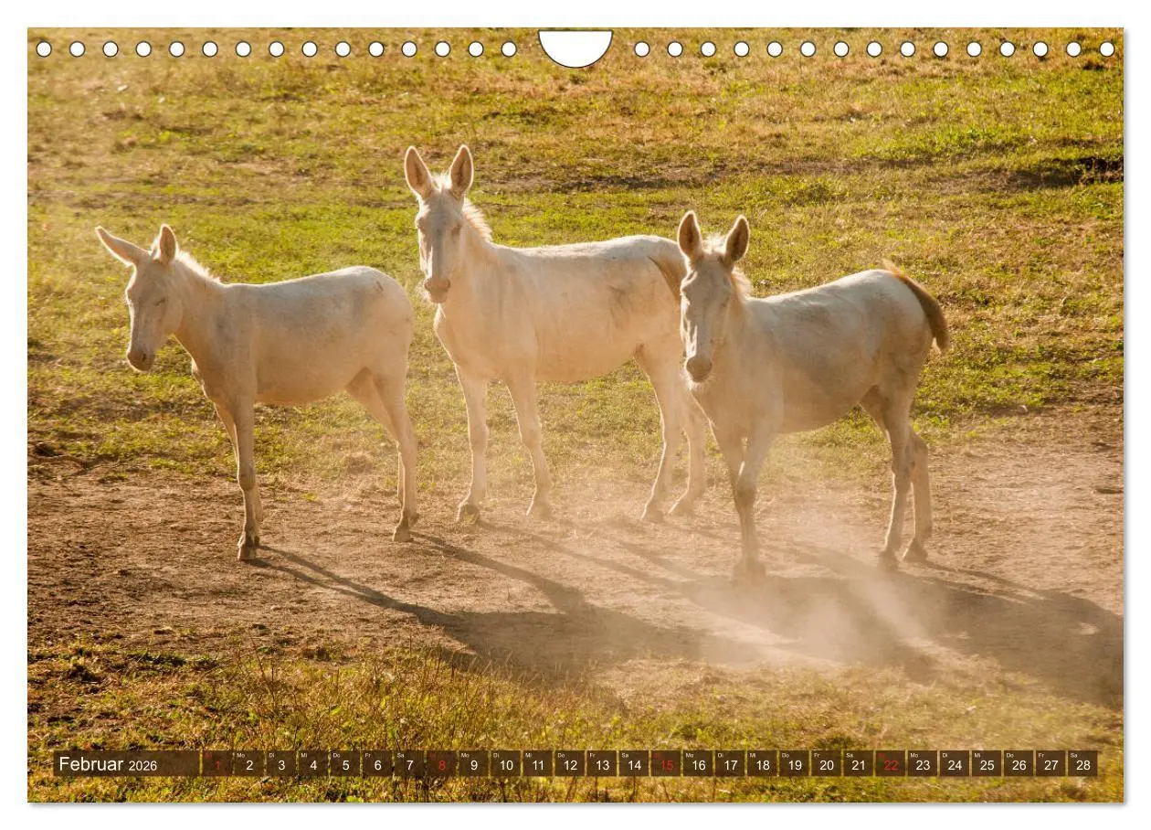 Bild: 9783457810538 | Liebenswerte Langohren - Die Schönheit der Esel (Wandkalender 2026...