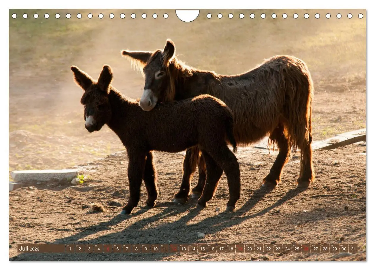 Bild: 9783457810538 | Liebenswerte Langohren - Die Schönheit der Esel (Wandkalender 2026...