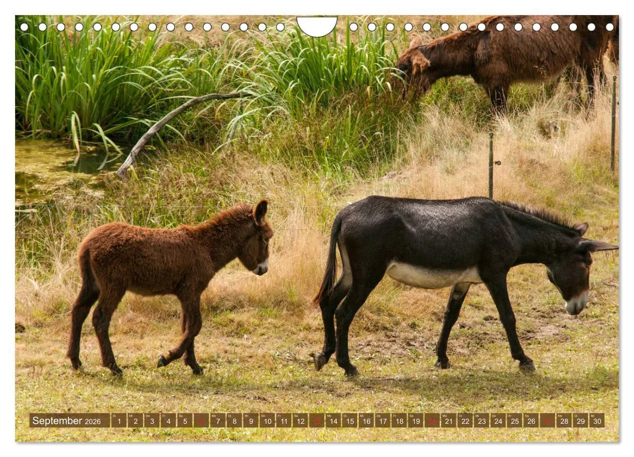 Bild: 9783457810538 | Liebenswerte Langohren - Die Schönheit der Esel (Wandkalender 2026...