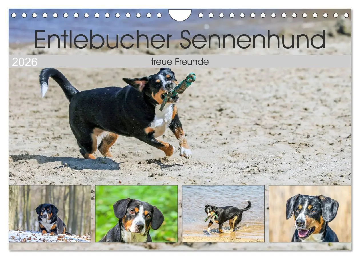 Cover: 9783516040838 | Entlebucher Sennenhund - treue Freunde (Wandkalender 2026 DIN A4...