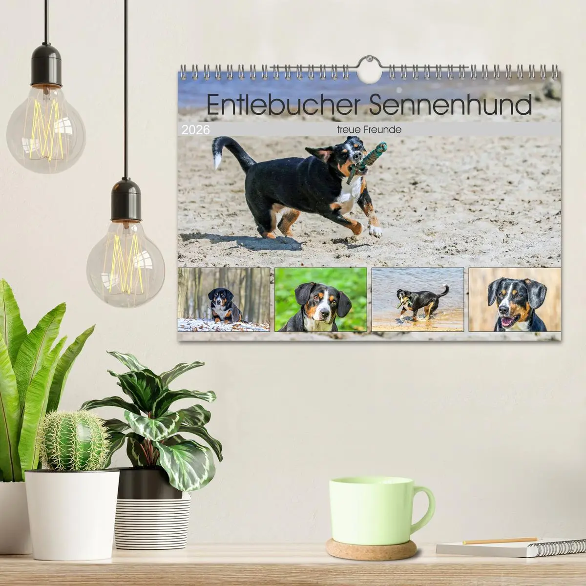 Bild: 9783516040838 | Entlebucher Sennenhund - treue Freunde (Wandkalender 2026 DIN A4...