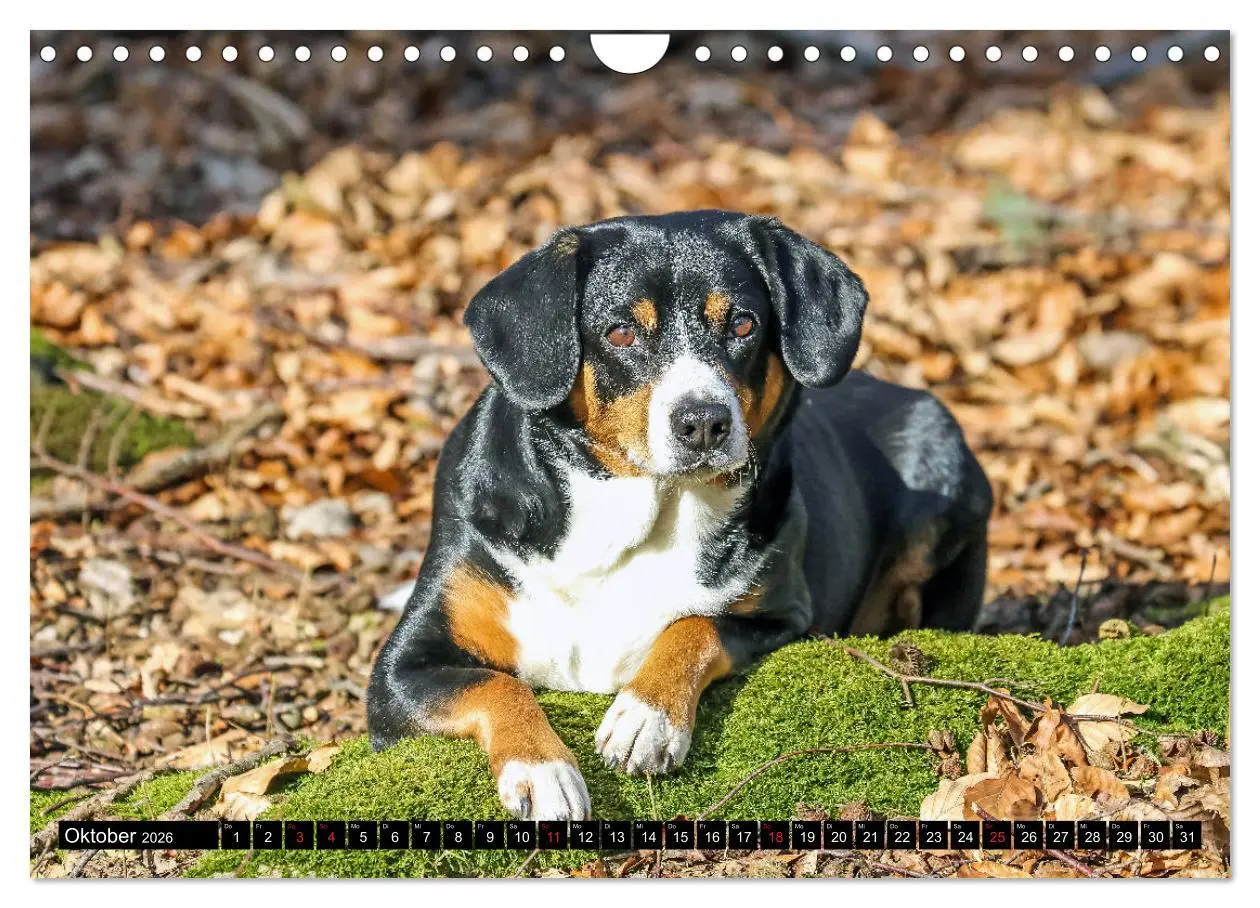 Bild: 9783516040838 | Entlebucher Sennenhund - treue Freunde (Wandkalender 2026 DIN A4...