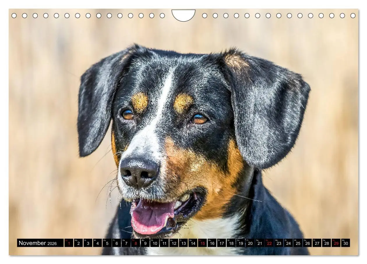 Bild: 9783516040838 | Entlebucher Sennenhund - treue Freunde (Wandkalender 2026 DIN A4...