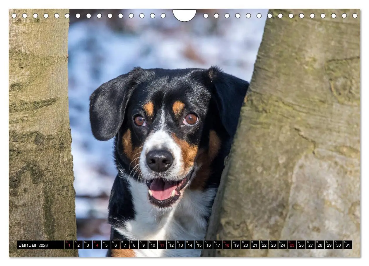 Bild: 9783516040838 | Entlebucher Sennenhund - treue Freunde (Wandkalender 2026 DIN A4...