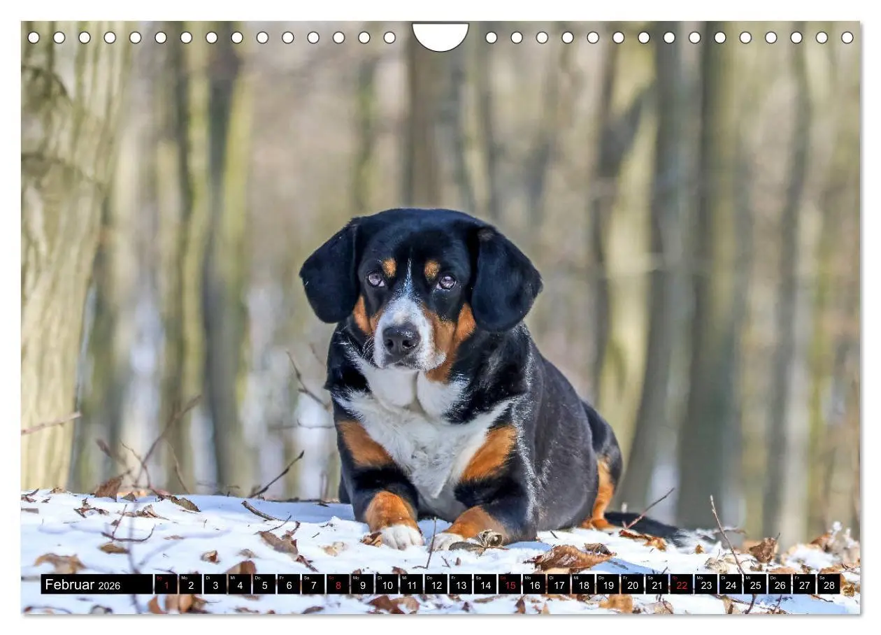Bild: 9783516040838 | Entlebucher Sennenhund - treue Freunde (Wandkalender 2026 DIN A4...