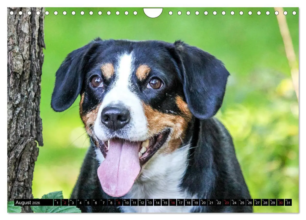 Bild: 9783516040838 | Entlebucher Sennenhund - treue Freunde (Wandkalender 2026 DIN A4...