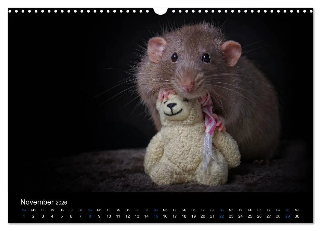 Bild: 9783516030938 | Ratten. Die große Welt der kleinen Nager (Wandkalender 2026 DIN A3...