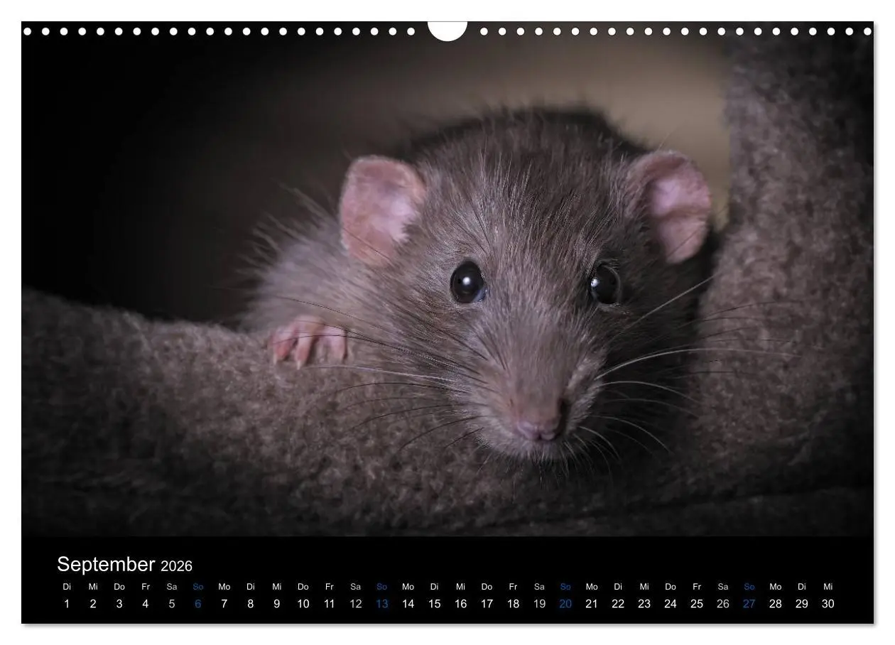 Bild: 9783516030938 | Ratten. Die große Welt der kleinen Nager (Wandkalender 2026 DIN A3...