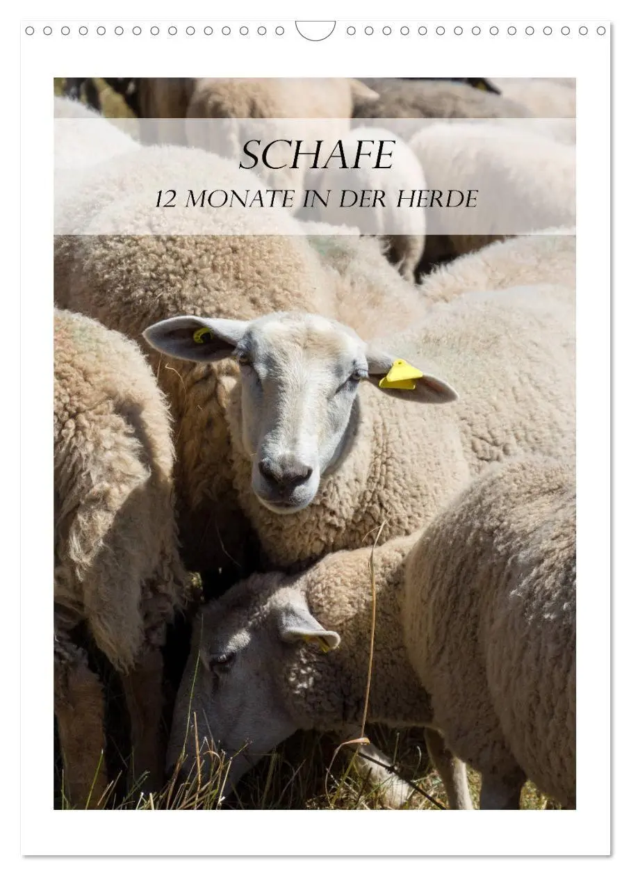 Cover: 9783569701038 | Schafe - 12 Monate in der Herde (Wandkalender 2027 DIN A3 hoch),...