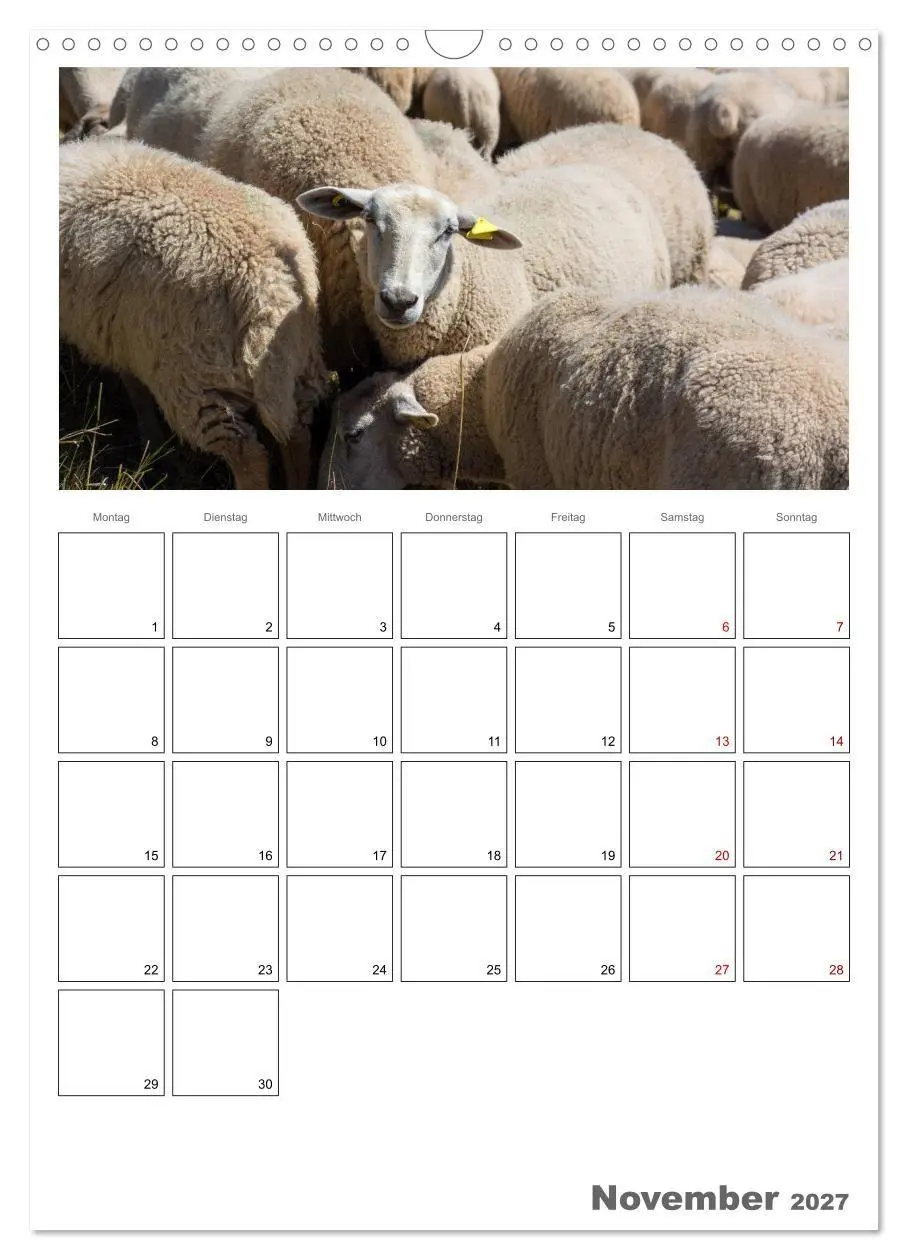 Bild: 9783569701038 | Schafe - 12 Monate in der Herde (Wandkalender 2027 DIN A3 hoch),...