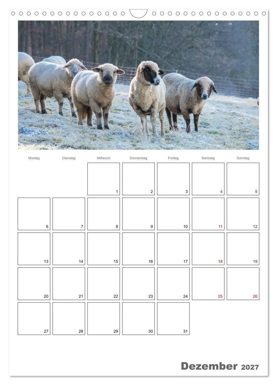 Bild: 9783569701038 | Schafe - 12 Monate in der Herde (Wandkalender 2027 DIN A3 hoch),...