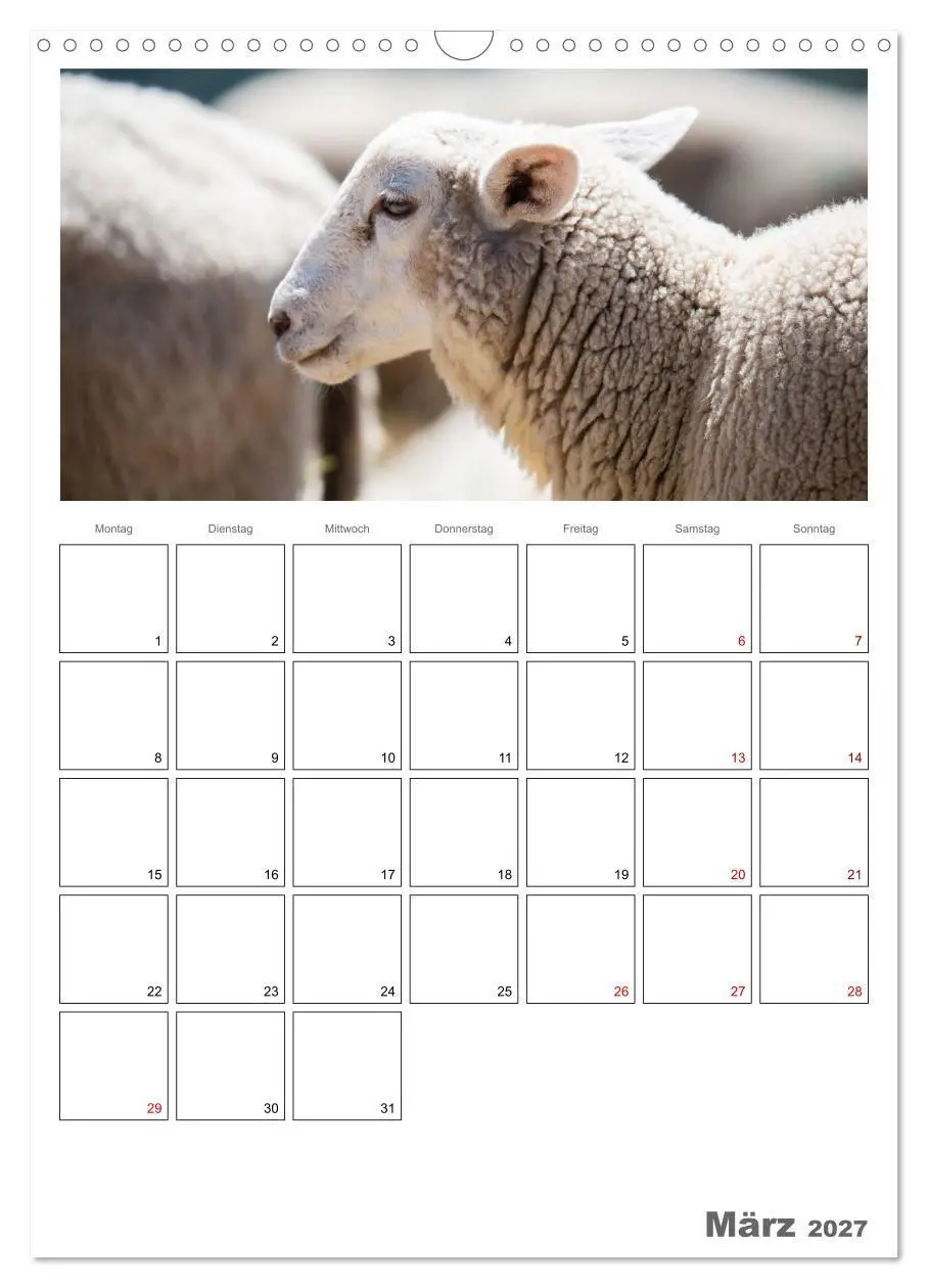 Bild: 9783569701038 | Schafe - 12 Monate in der Herde (Wandkalender 2027 DIN A3 hoch),...