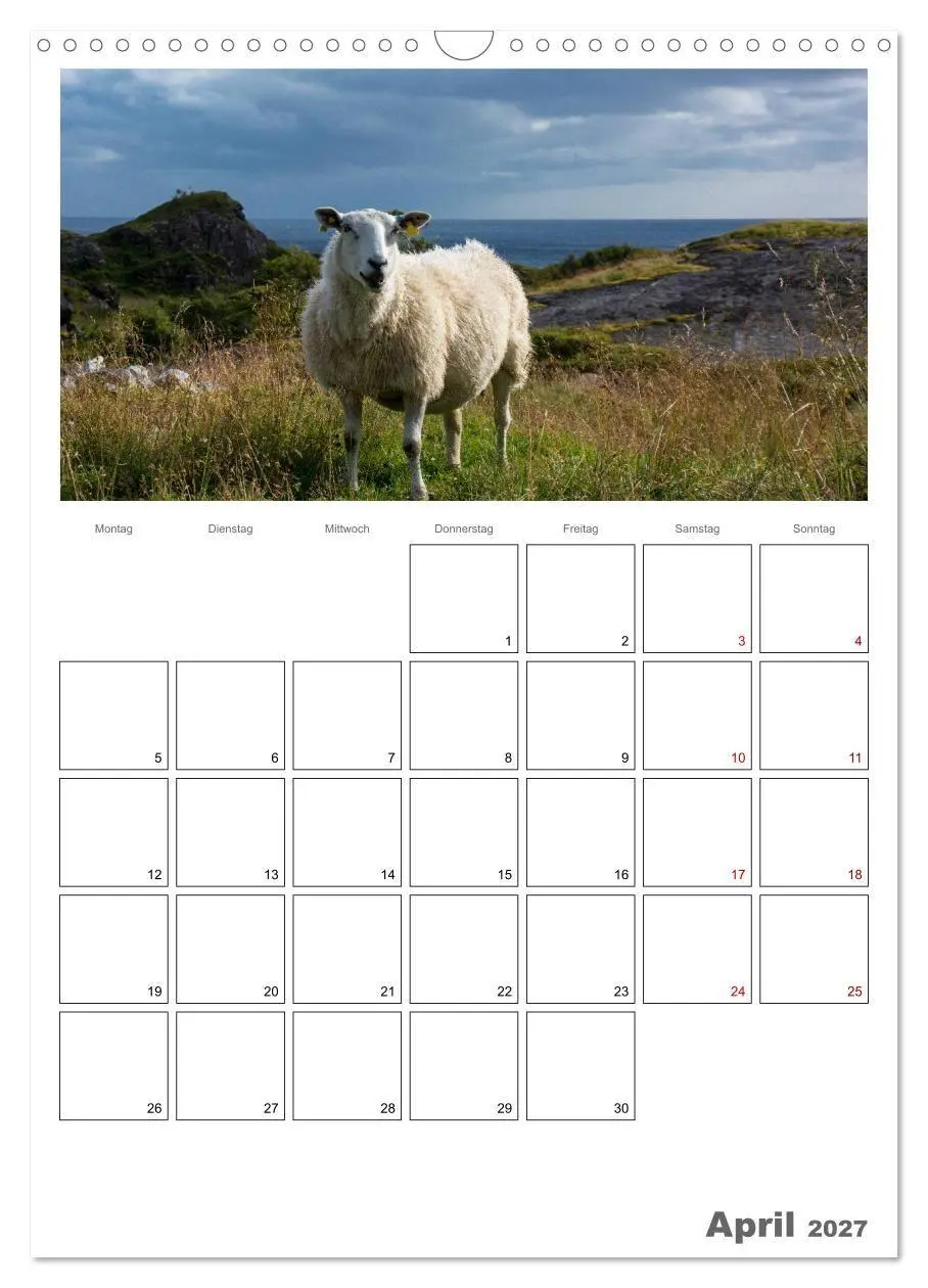 Bild: 9783569701038 | Schafe - 12 Monate in der Herde (Wandkalender 2027 DIN A3 hoch),...