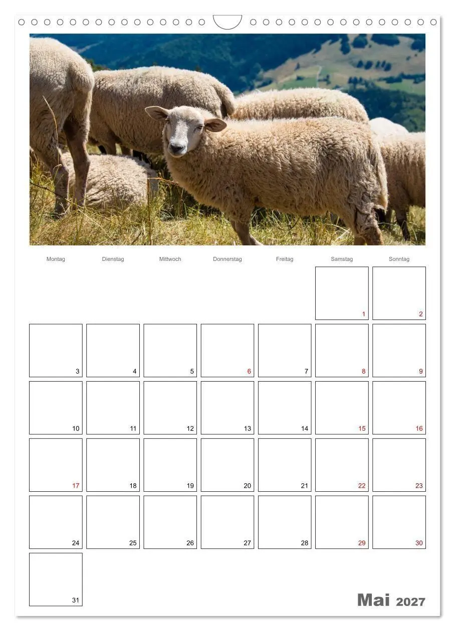 Bild: 9783569701038 | Schafe - 12 Monate in der Herde (Wandkalender 2027 DIN A3 hoch),...