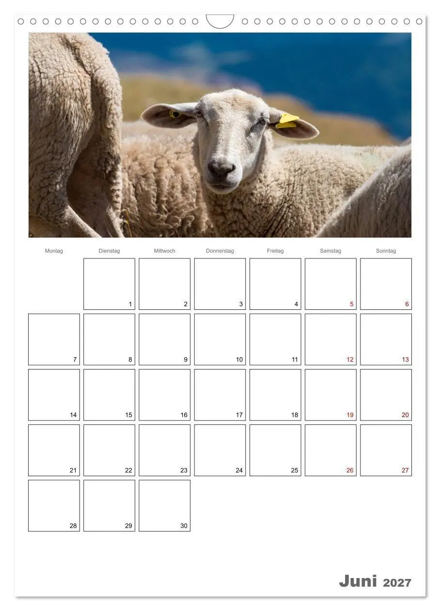 Bild: 9783569701038 | Schafe - 12 Monate in der Herde (Wandkalender 2027 DIN A3 hoch),...