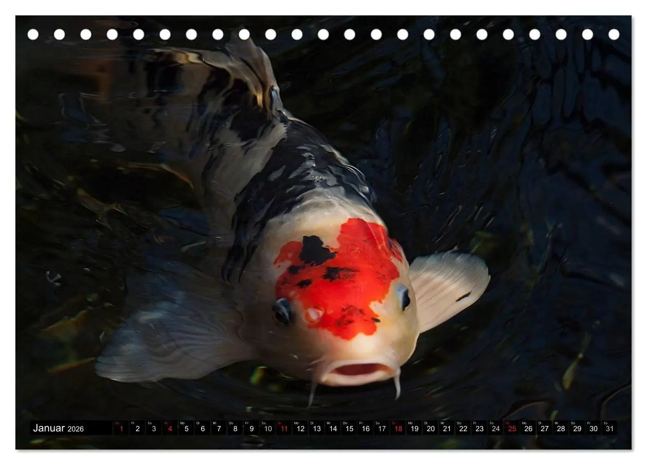 Bild: 9783516141238 | Nishikigoi oder Koi Karpfen (Tischkalender 2026 DIN A5 quer),...
