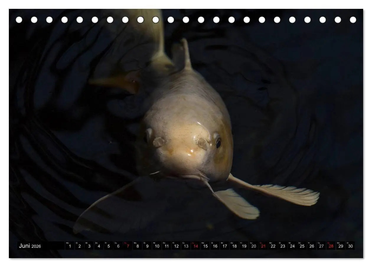 Bild: 9783516141238 | Nishikigoi oder Koi Karpfen (Tischkalender 2026 DIN A5 quer),...