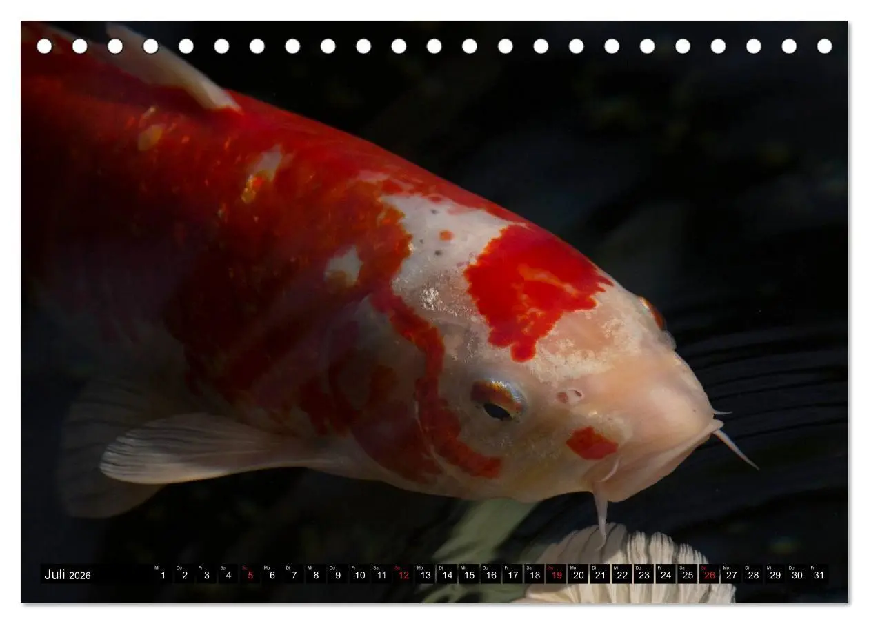 Bild: 9783516141238 | Nishikigoi oder Koi Karpfen (Tischkalender 2026 DIN A5 quer),...
