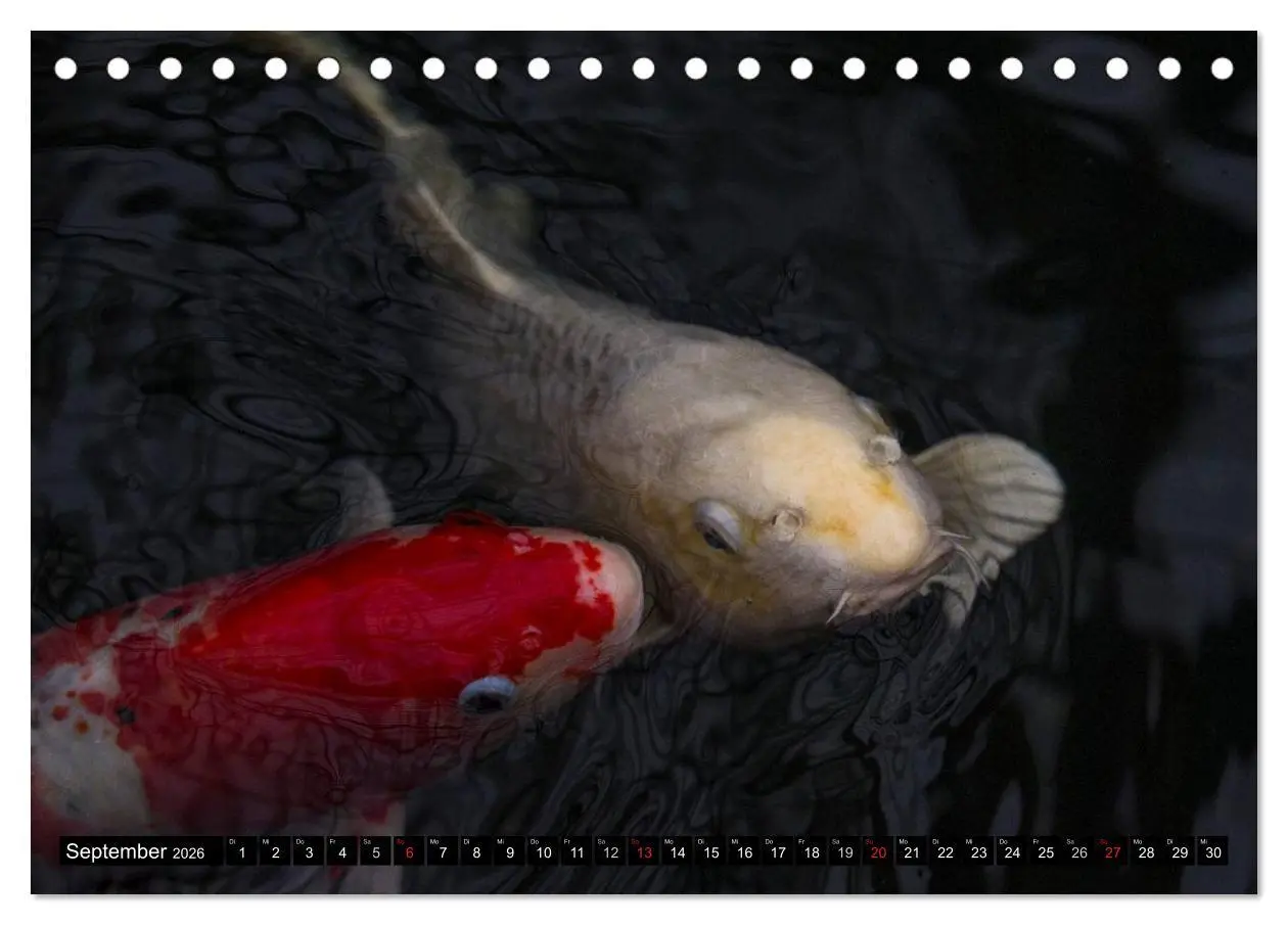 Bild: 9783516141238 | Nishikigoi oder Koi Karpfen (Tischkalender 2026 DIN A5 quer),...