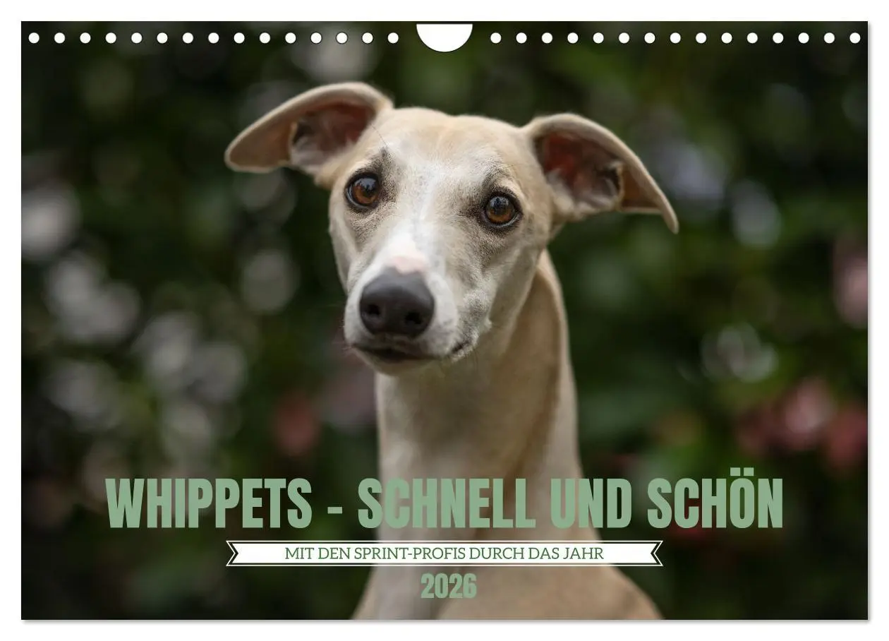 Cover: 9783457591338 | WHIPPETS - SCHNELL UND SCHÖN (Wandkalender 2026 DIN A4 quer),...