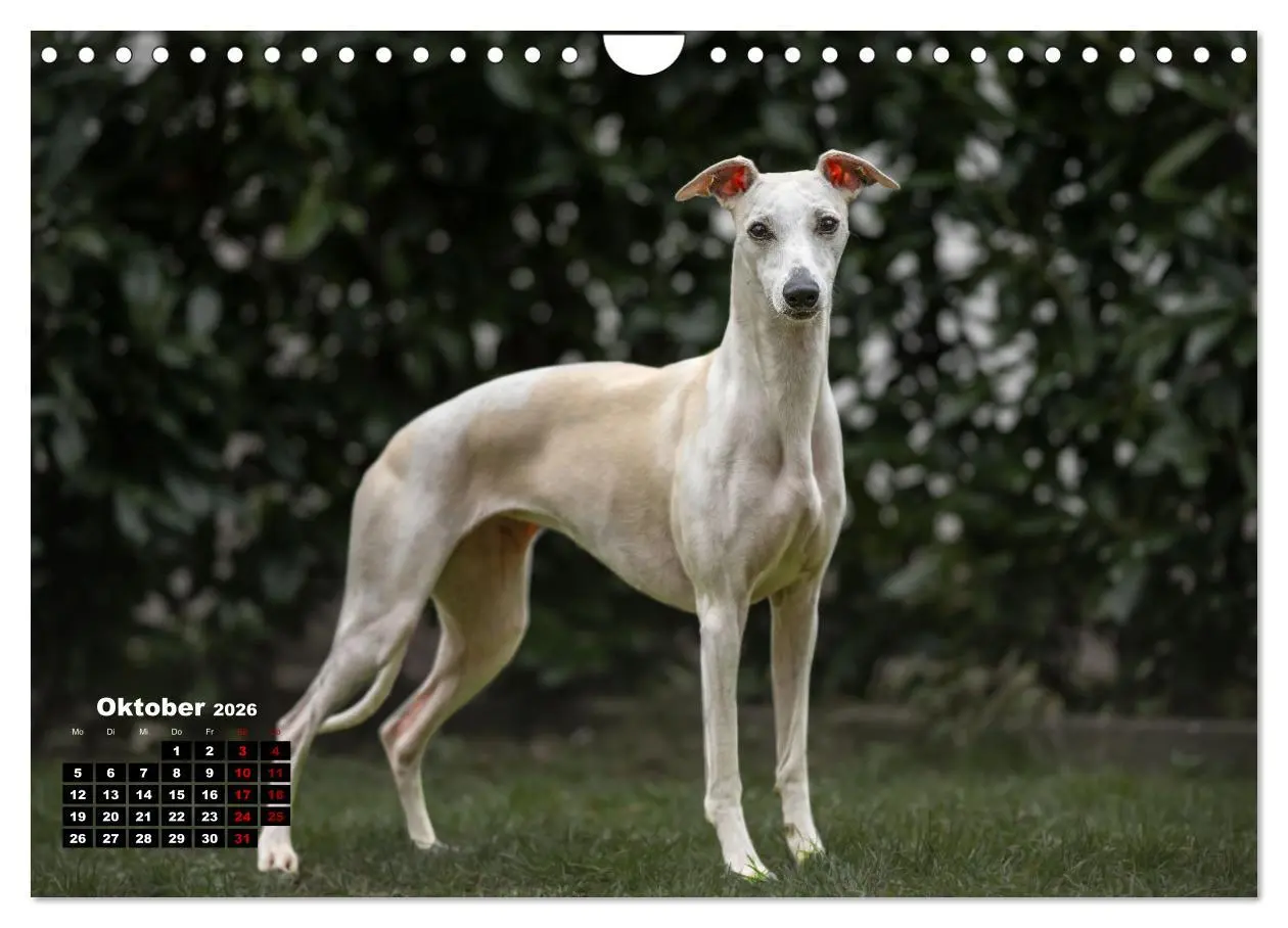Bild: 9783457591338 | WHIPPETS - SCHNELL UND SCHÖN (Wandkalender 2026 DIN A4 quer),...