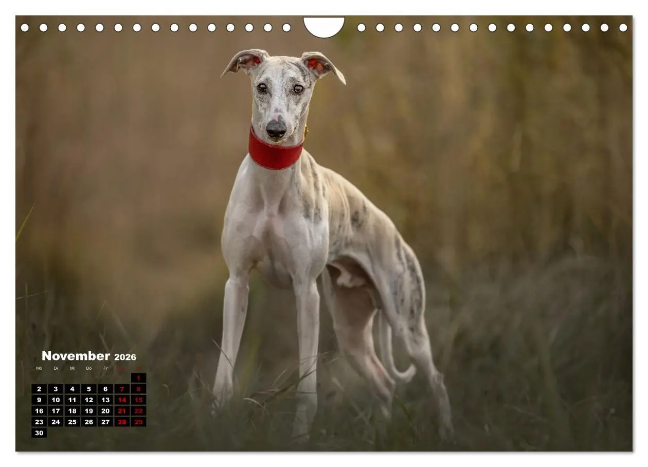 Bild: 9783457591338 | WHIPPETS - SCHNELL UND SCHÖN (Wandkalender 2026 DIN A4 quer),...