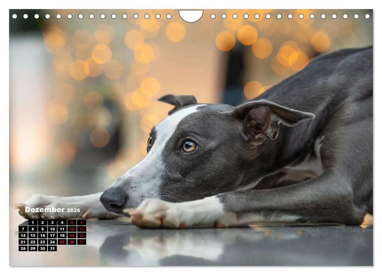 Bild: 9783457591338 | WHIPPETS - SCHNELL UND SCHÖN (Wandkalender 2026 DIN A4 quer),...