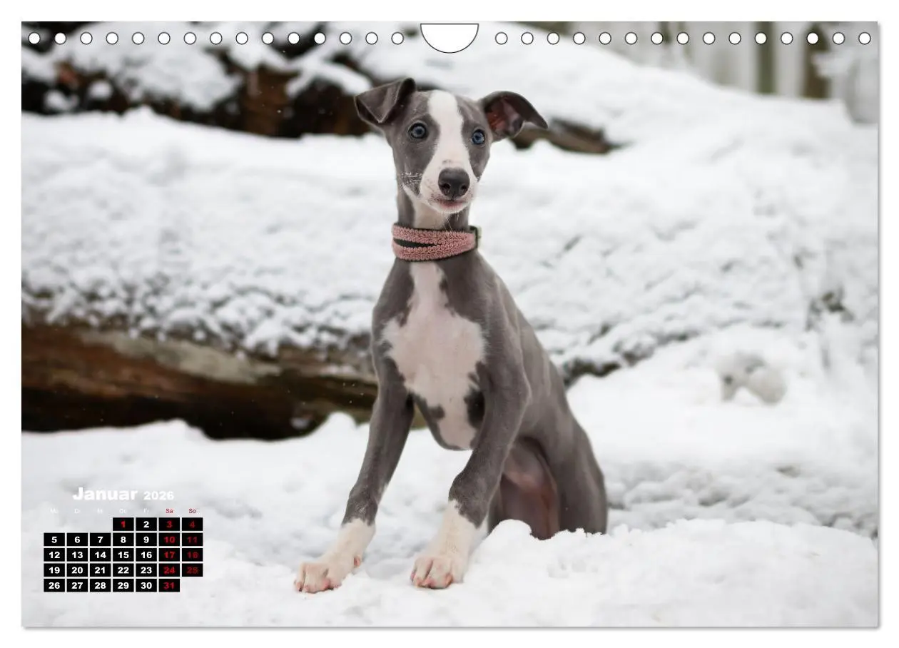 Bild: 9783457591338 | WHIPPETS - SCHNELL UND SCHÖN (Wandkalender 2026 DIN A4 quer),...