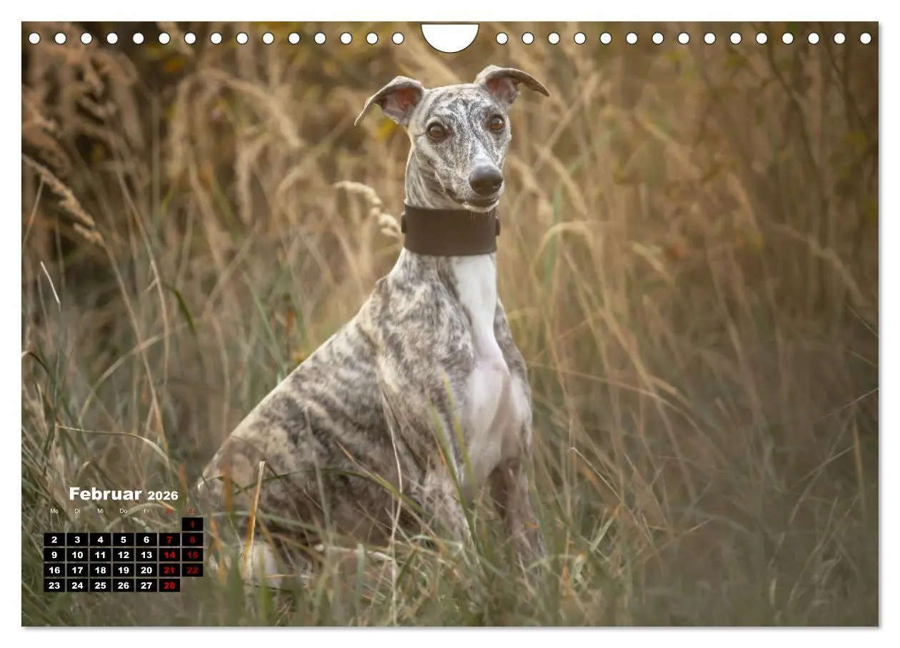 Bild: 9783457591338 | WHIPPETS - SCHNELL UND SCHÖN (Wandkalender 2026 DIN A4 quer),...