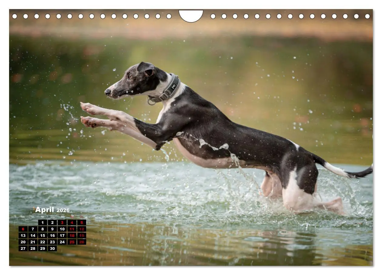 Bild: 9783457591338 | WHIPPETS - SCHNELL UND SCHÖN (Wandkalender 2026 DIN A4 quer),...