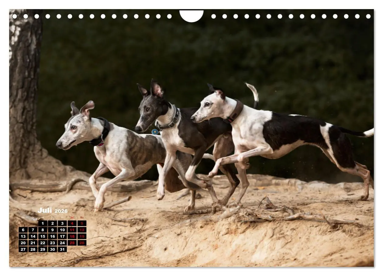 Bild: 9783457591338 | WHIPPETS - SCHNELL UND SCHÖN (Wandkalender 2026 DIN A4 quer),...