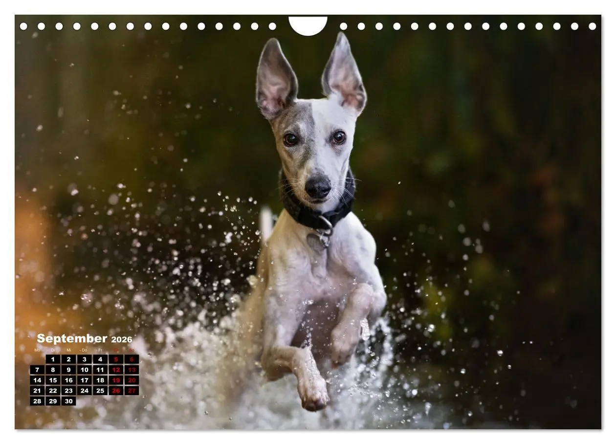 Bild: 9783457591338 | WHIPPETS - SCHNELL UND SCHÖN (Wandkalender 2026 DIN A4 quer),...