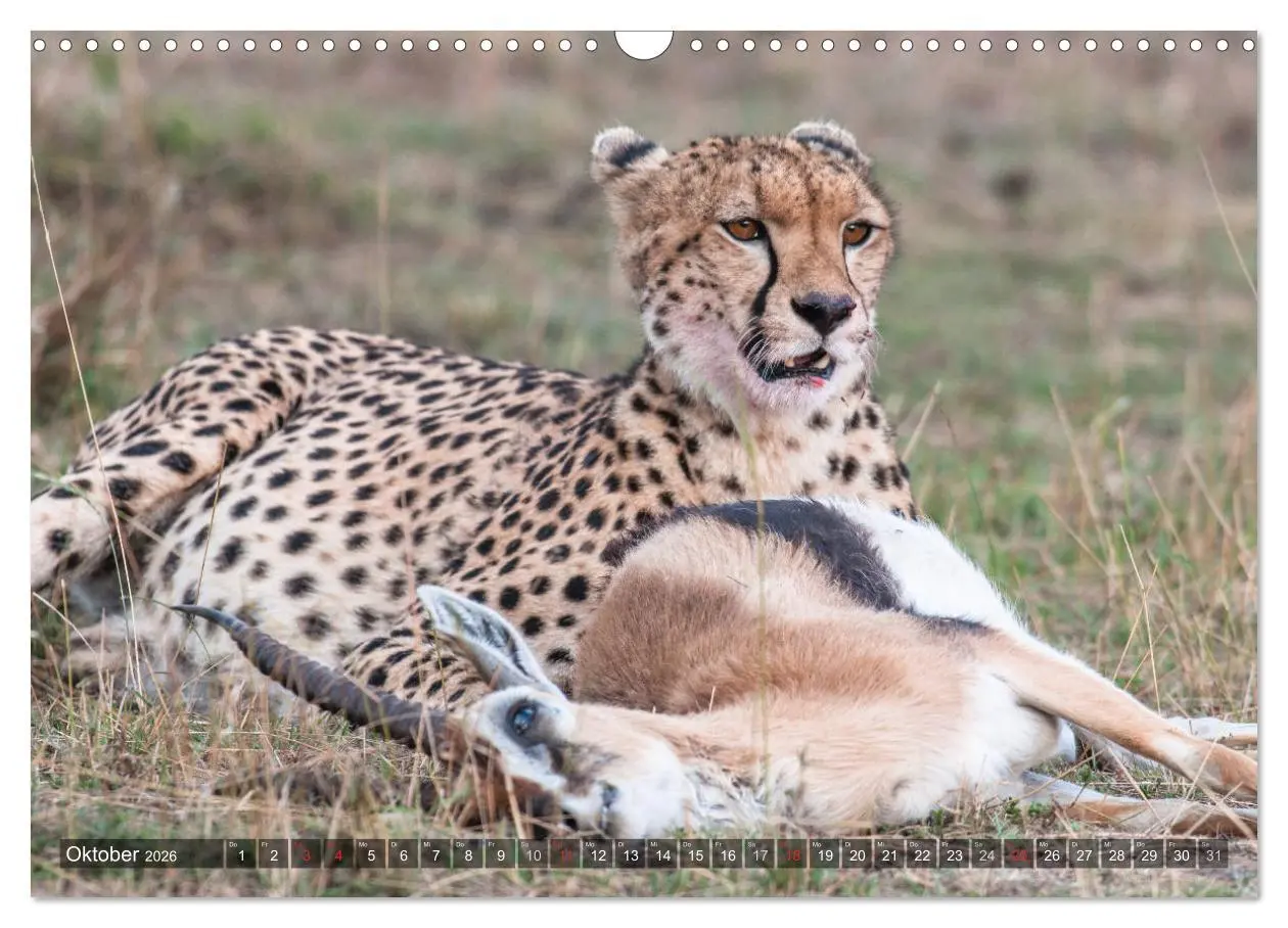 Bild: 9783457891438 | Geparde - Jäger der Savanne (Wandkalender 2026 DIN A3 quer),...